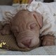 cachorro BENNY (Simon Laurens)