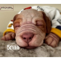 cachorro BENNY (Simon Laurens)