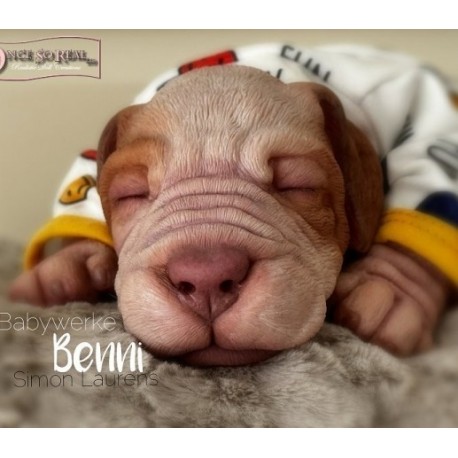 cachorro BENNY (Simon Laurens)