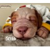 cachorro BENNI (Simon Laurens)