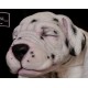 cachorro BENNY (Simon Laurens)
