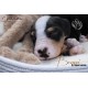 cachorro BENNY (Simon Laurens)