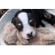cachorro BENNY (Simon Laurens)