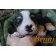 cachorro BENNY (Simon Laurens)