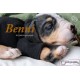 cachorro BENNY (Simon Laurens)
