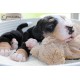cachorro BENNY (Simon Laurens)
