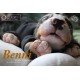 cachorro BENNY (Simon Laurens)