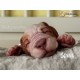 cachorro BENNY (Simon Laurens)