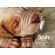 cachorro BENNY (Simon Laurens)