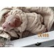 cachorro BENNY (Simon Laurens)