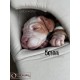 cachorro BENNY (Simon Laurens)