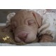 cachorro BENNY (Simon Laurens)