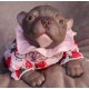 1 julio PRE-ORDEN Kit Cachorro FRIEDA (Simon Laurens).