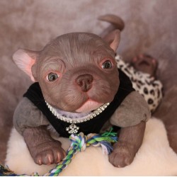 1 julio PRE-ORDEN Kit Cachorro FRIEDA (Simon Laurens).
