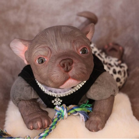1 julio PRE-ORDEN Kit Cachorro FRIEDA (Simon Laurens).