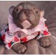 1 julio PRE-ORDEN Kit Cachorro FRIEDA (Simon Laurens).