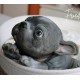 1 julio PRE-ORDEN Kit Cachorro FRIEDA (Simon Laurens).