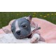 1 julio PRE-ORDEN Kit Cachorro FRIEDA (Simon Laurens).