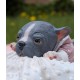 1 julio PRE-ORDEN Kit Cachorro FRIEDA (Simon Laurens).