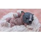 1 julio PRE-ORDEN Kit Cachorro FRIEDA (Simon Laurens).