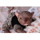 1 julio PRE-ORDEN Kit Cachorro FRIEDA (Simon Laurens).