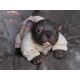 1 julio PRE-ORDEN Kit Cachorro FRIEDA (Simon Laurens).