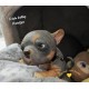 1 julio PRE-ORDEN Kit Cachorro FRIEDA (Simon Laurens).